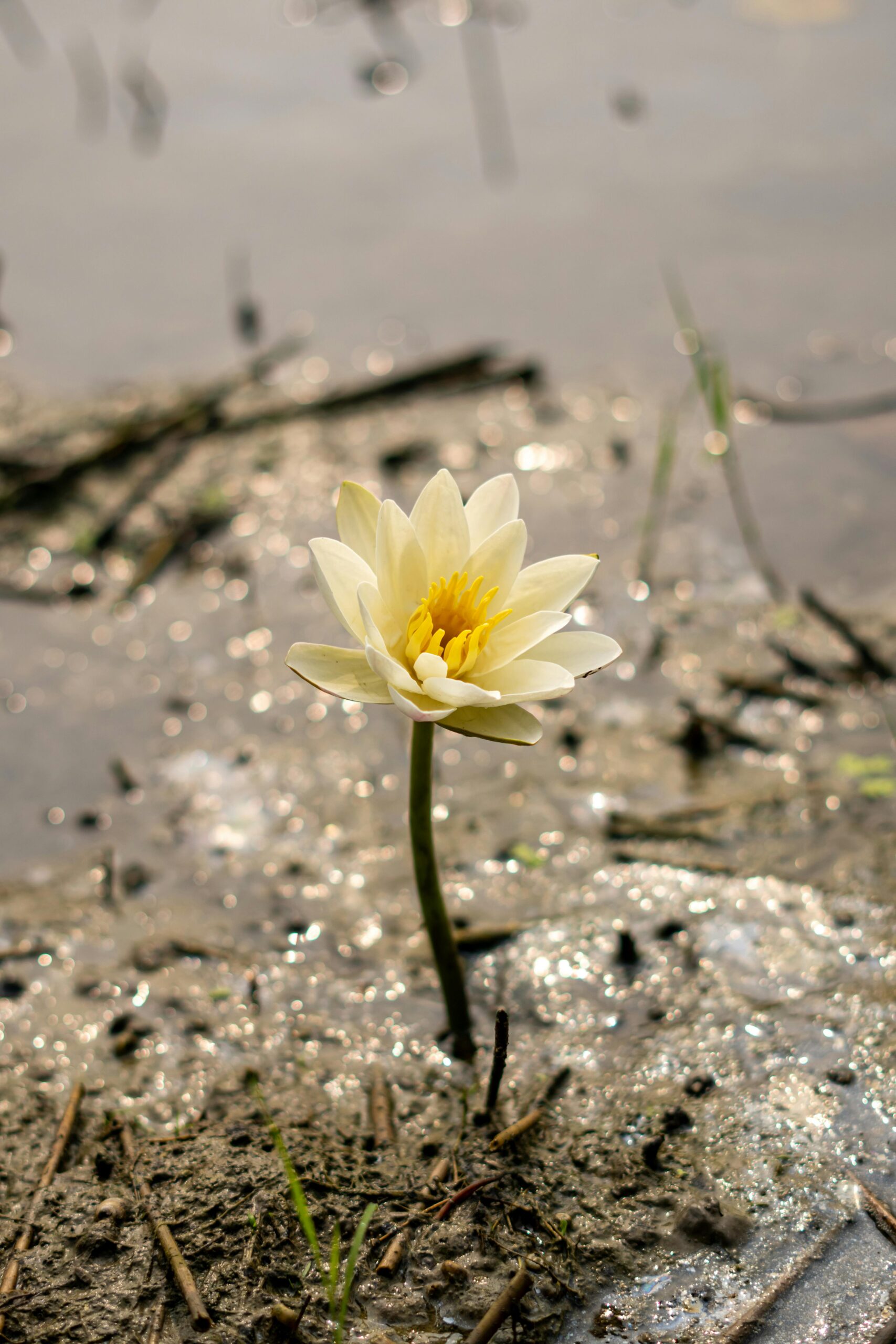 pexels-nobel-fahad-216808791-34306329